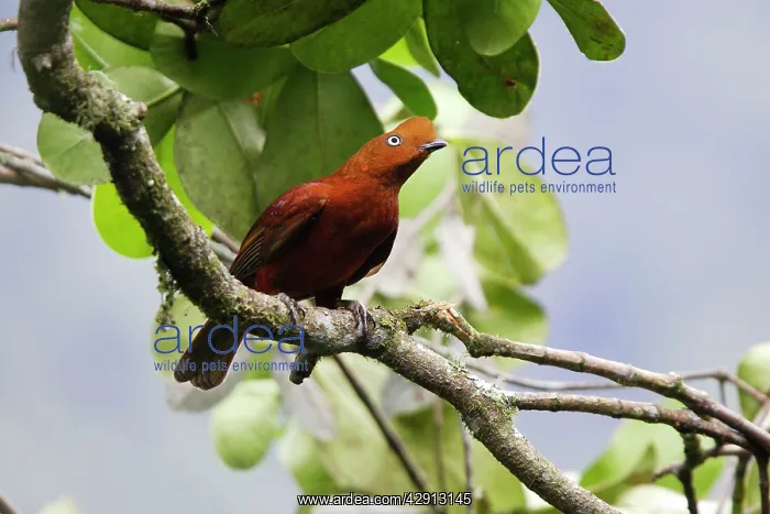 : Andean Cock of the Rock - female : Andean Cock of the Rock - female