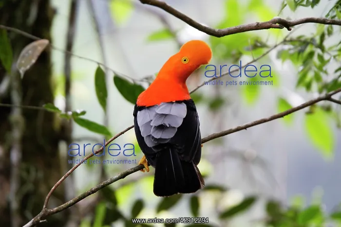 : Andean Cock of the Rock - male : Andean Cock of the Rock - male