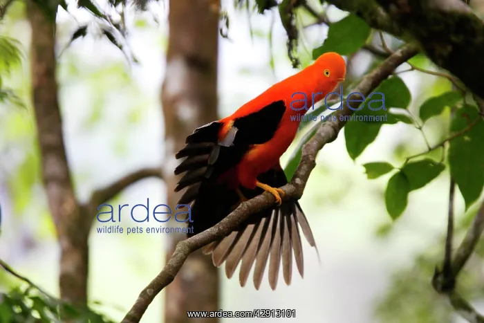 : Andean Cock of the Rock - male : Andean Cock of the Rock - male