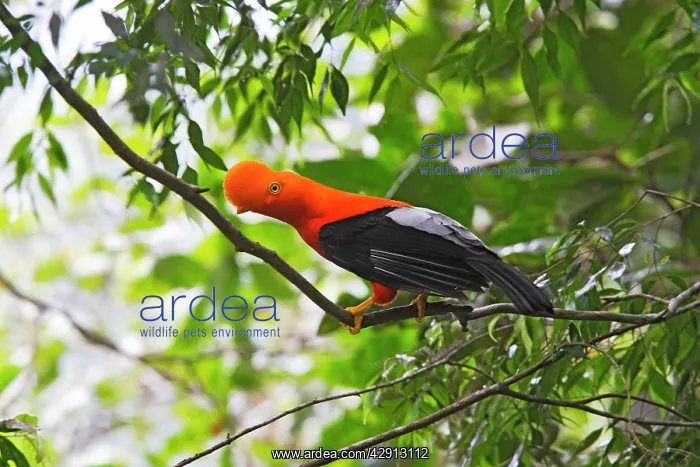 : Andean Cock of the Rock - male : Andean Cock of the Rock - male