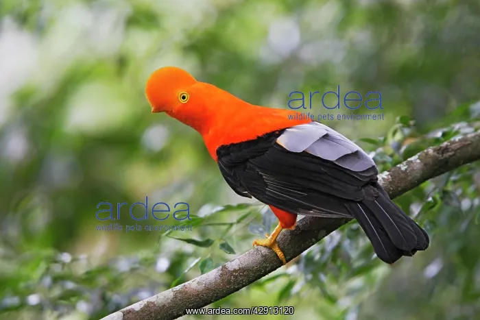 : Andean Cock of the Rock - male : Andean Cock of the Rock - male