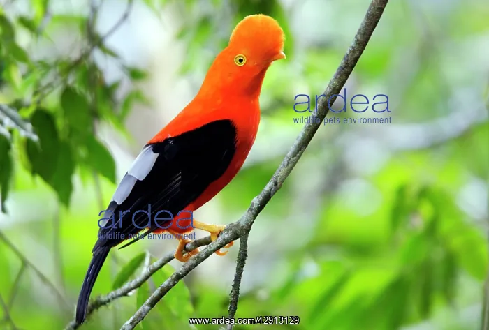 : Andean Cock of the Rock - male : Andean Cock of the Rock - male