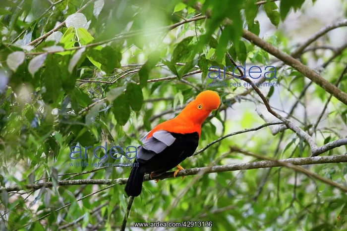 : Andean Cock of the Rock - male : Andean Cock of the Rock - male