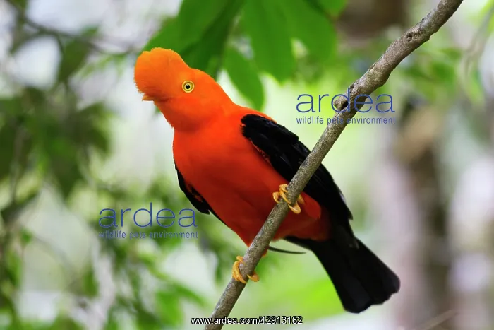 : Andean Cock of the Rock - male : Andean Cock of the Rock - male