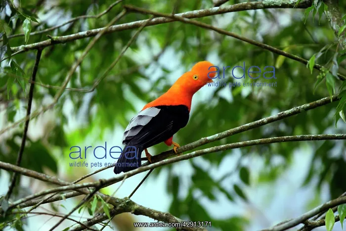 : Andean Cock of the Rock - male : Andean Cock of the Rock - male