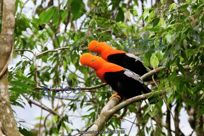 : Andean Cock of the Rock - male : Andean Cock of the Rock - male