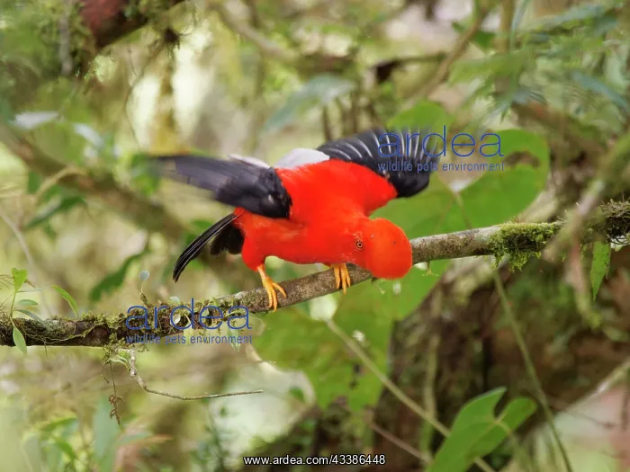  : Andean Cock of the Rock- male on lek Rupicola pe