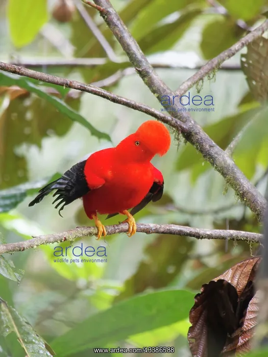 : Andean Cock of the Rock- male on lek Rupicola pe : Andean Cock of the Rock- male on lek Rupicola pe