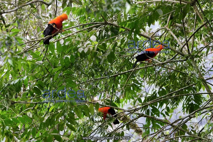 : Andean Cock of the Rocks - male : Andean Cock of the Rocks - male