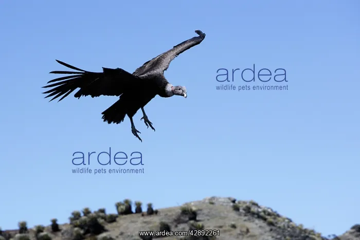  : Andean Condor