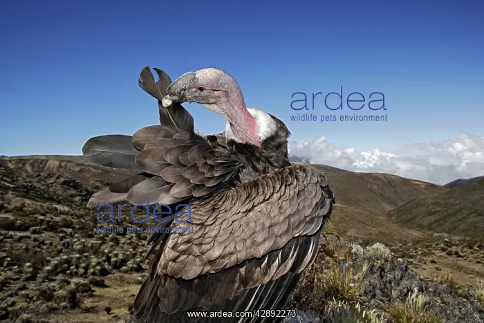 : Andean Condor : Andean Condor