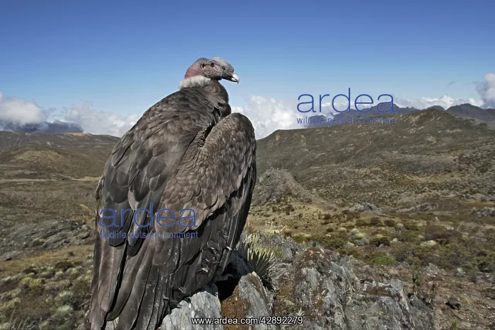 : Andean Condor : Andean Condor