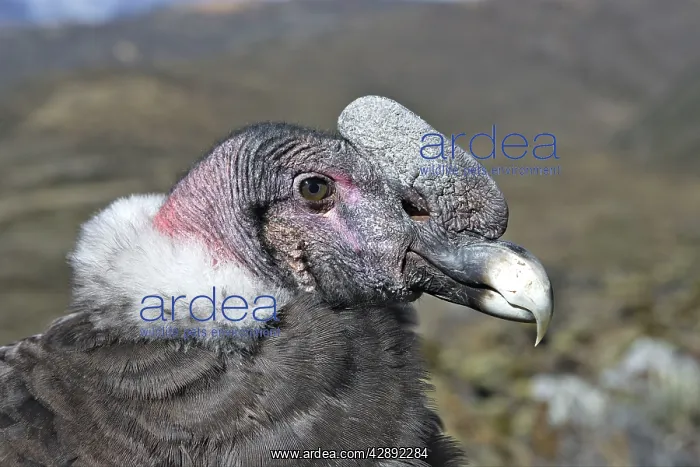 : Andean Condor : Andean Condor