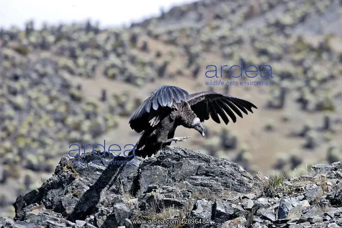 : Andean Condor : Andean Condor