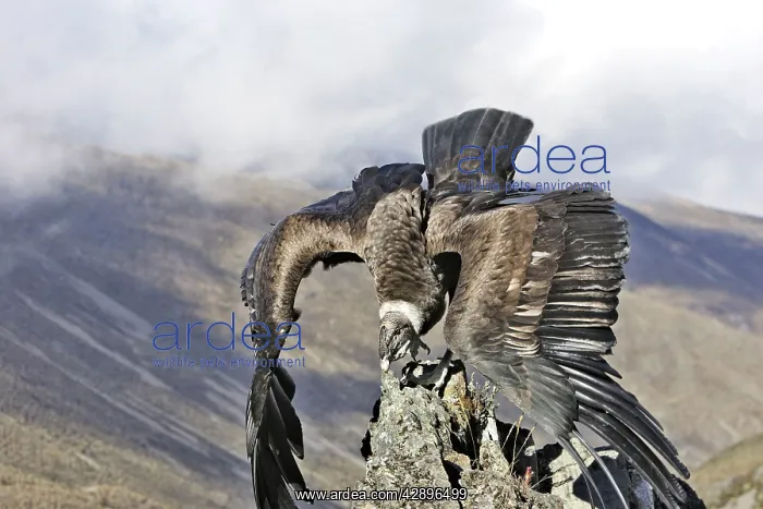 : Andean Condor : Andean Condor