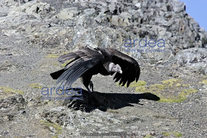: Andean Condor : Andean Condor