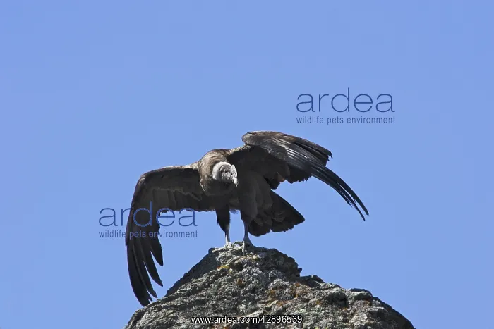 : Andean Condor : Andean Condor