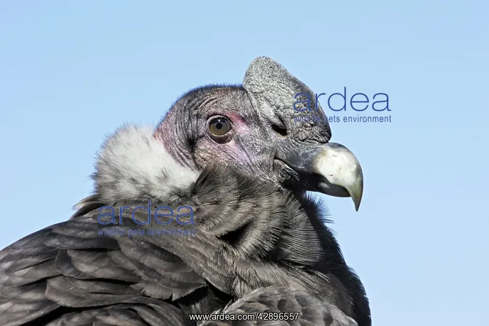 : Andean Condor : Andean Condor