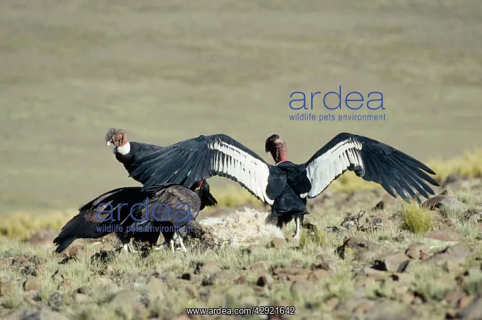 : Andean Condor : Andean Condor