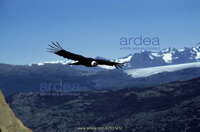 : Andean condor : Andean condor