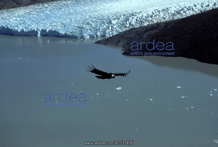 : Andean condor : Andean condor