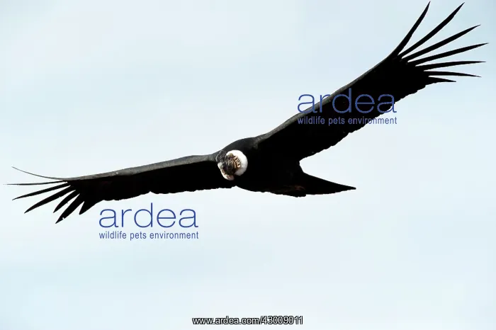 : Andean Condor : Andean Condor