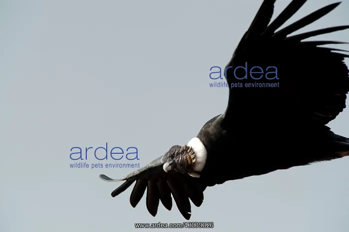 : Andean Condor : Andean Condor