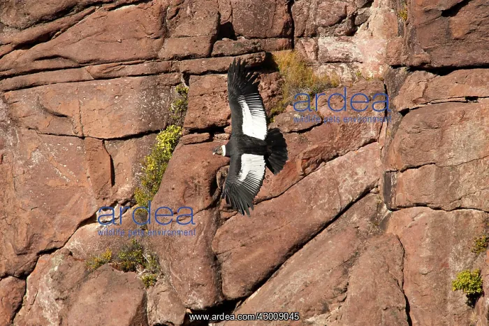: Andean Condor : Andean Condor