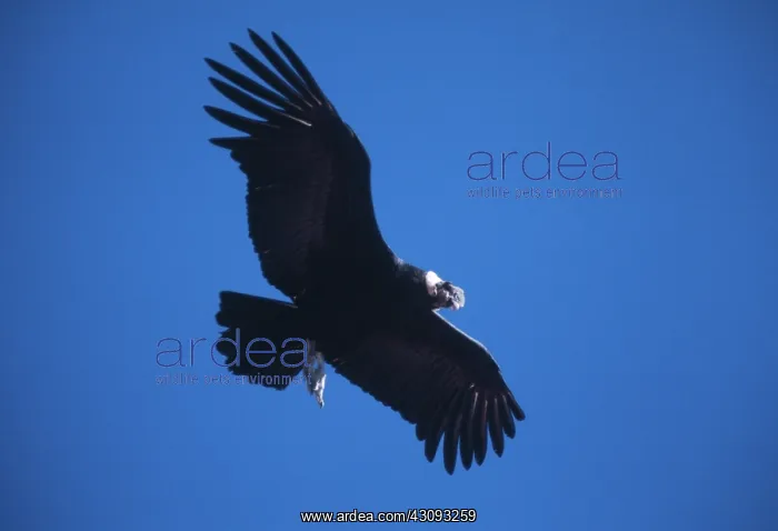 : Andean condor : Andean condor