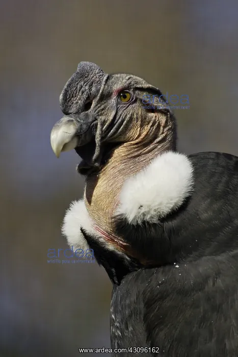  : Andean Condor