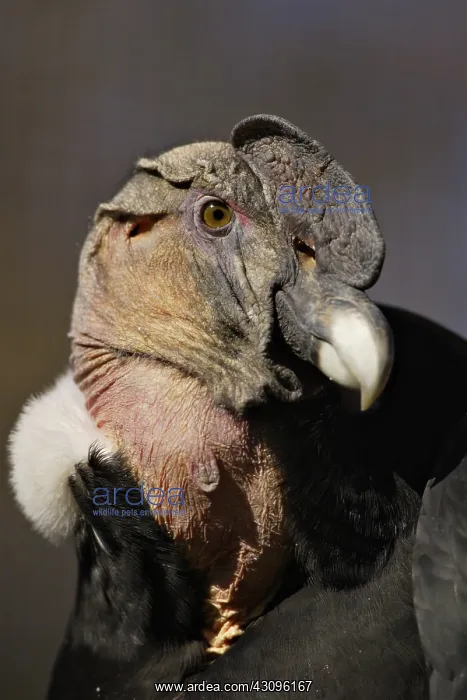 : Andean Condor : Andean Condor