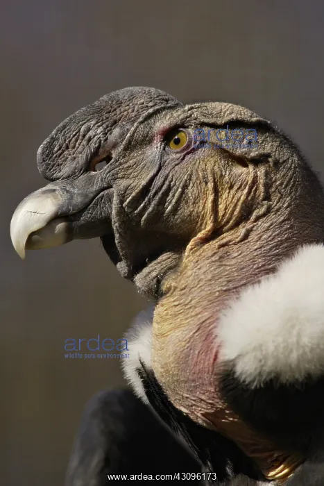 : Andean Condor : Andean Condor