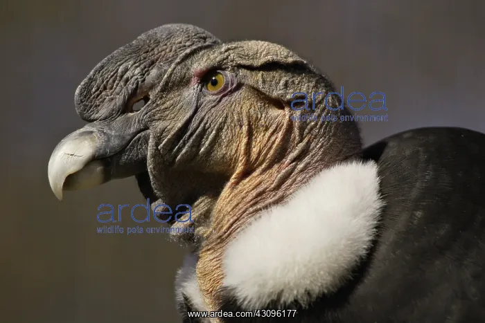 : Andean Condor : Andean Condor