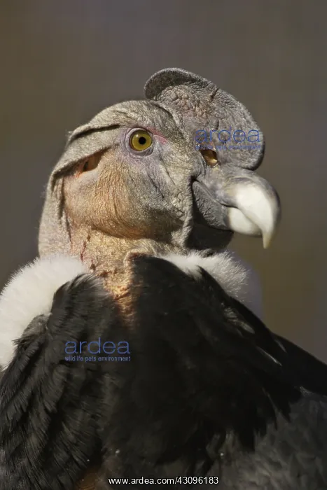 : Andean Condor : Andean Condor