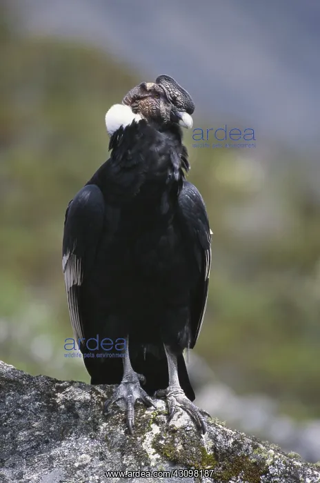 : Andean Condor : Andean Condor