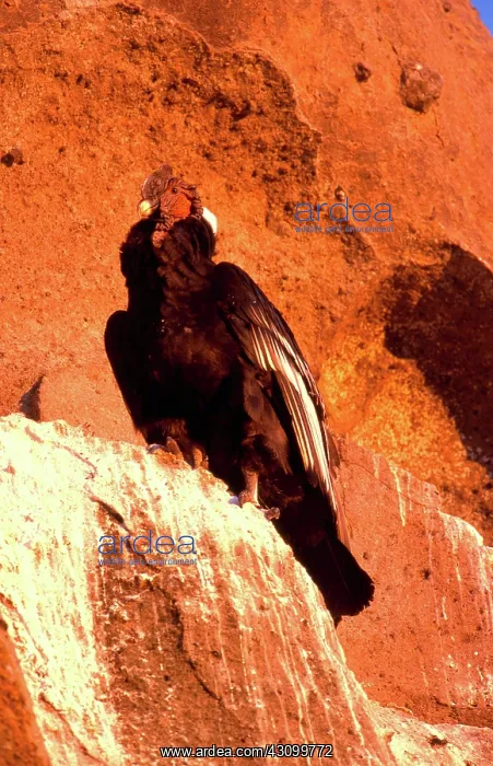 : Andean Condor : Andean Condor