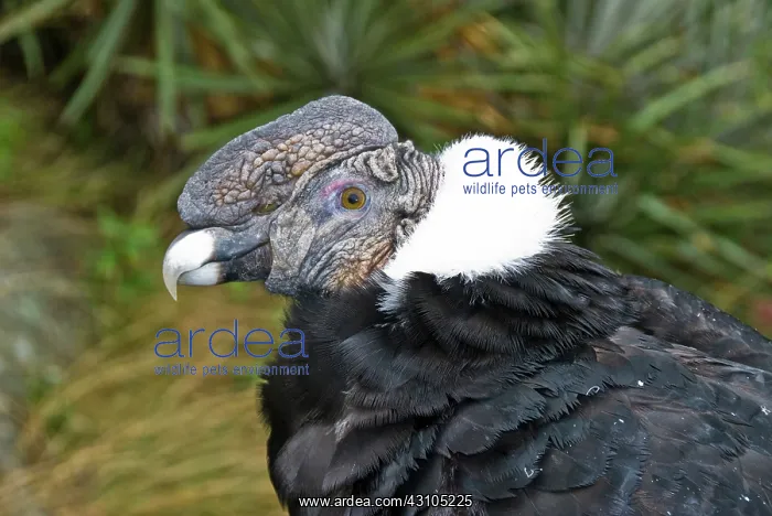 : Andean Condor : Andean Condor