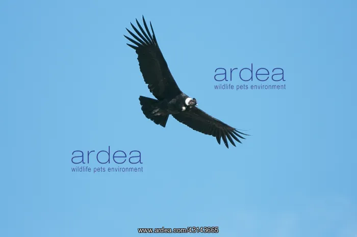 : Andean Condor : Andean Condor