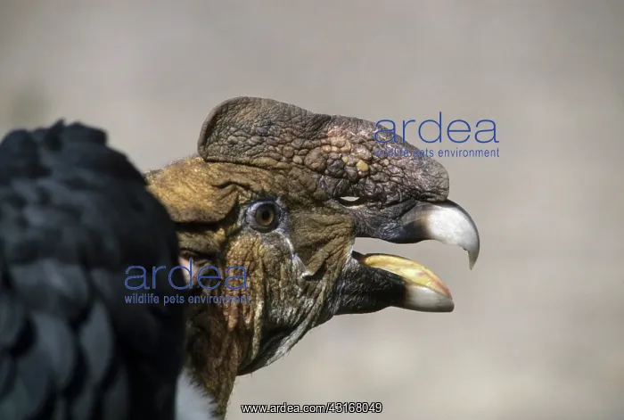 : Andean condor : Andean condor