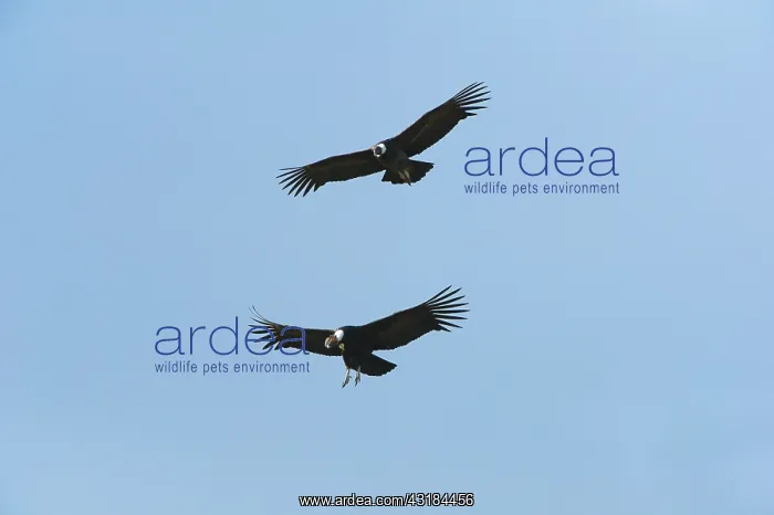 : Andean Condor : Andean Condor