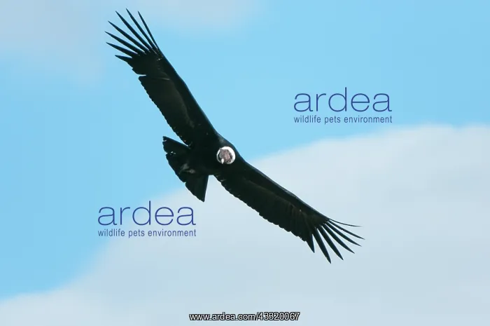 : Andean Condor : Andean Condor