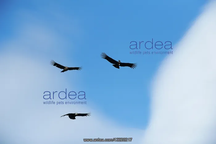 : Andean Condor : Andean Condor