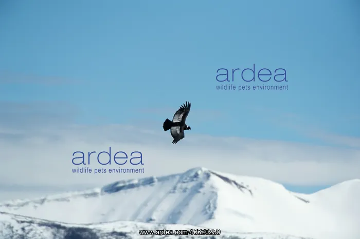 : Andean Condor : Andean Condor