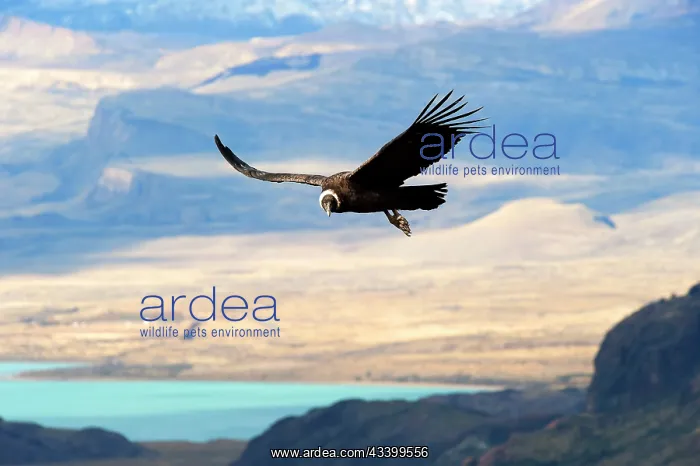 : Andean Condor : Andean Condor