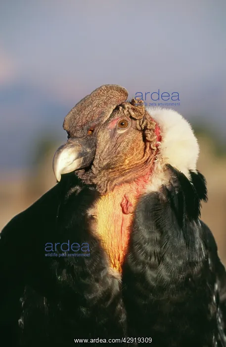 : Andean CONDOR - Adult male : Andean CONDOR - Adult male