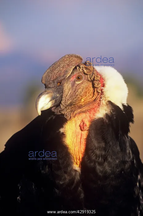 : Andean Condor - adult male : Andean Condor - adult male