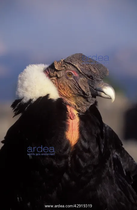 : ANDEAN CONDOR - Adult male, close-up : ANDEAN CONDOR - Adult male, close-up