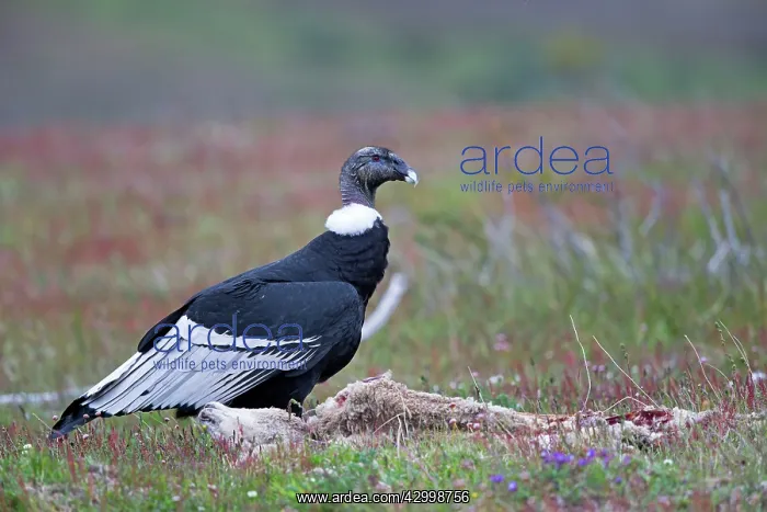: Andean Condor with carcass : Andean Condor with carcass