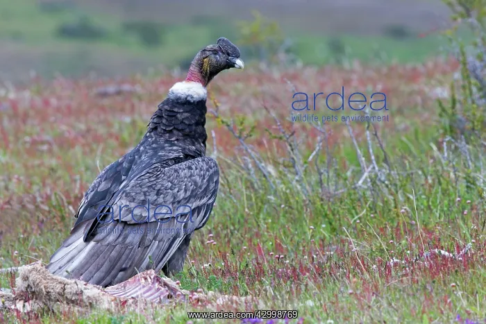 : Andean Condor with carcass : Andean Condor with carcass