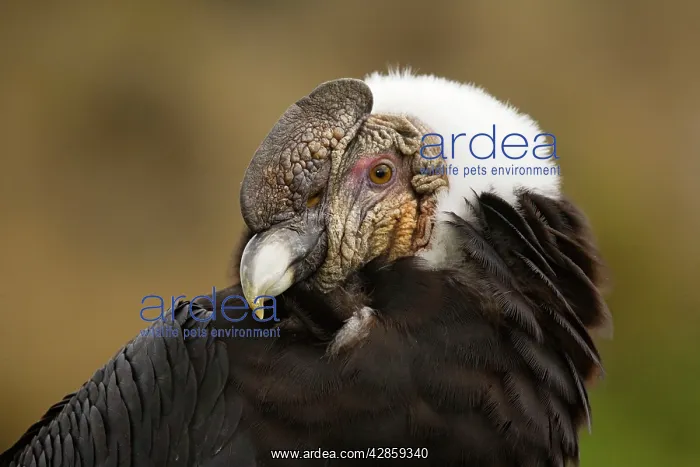 : Andean Condor - female : Andean Condor - female